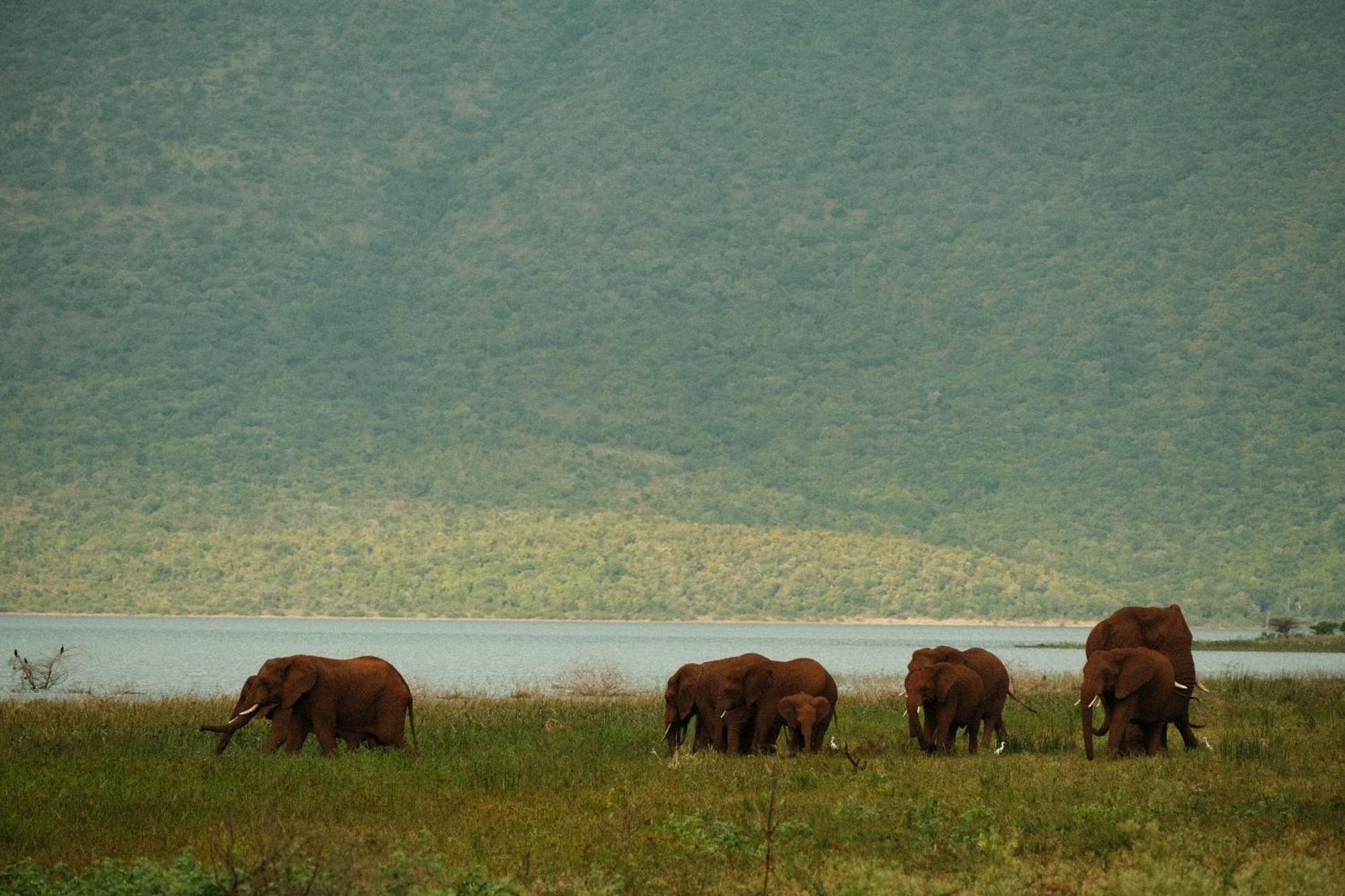 Africamps At White Elephant Safaris Pongola Exterior foto